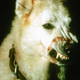 Illustration for article titled Hollywood’s pulp conscience imagines racism as a snarling dog